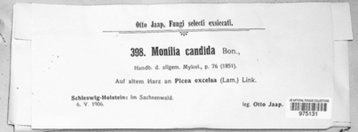 Ambrosiella hartigii image